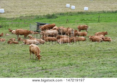 Saint Germain sous Cailly France - june 23 2016 : cows in a meadow