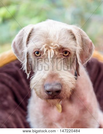 Purebred German Wire-haired Pointer