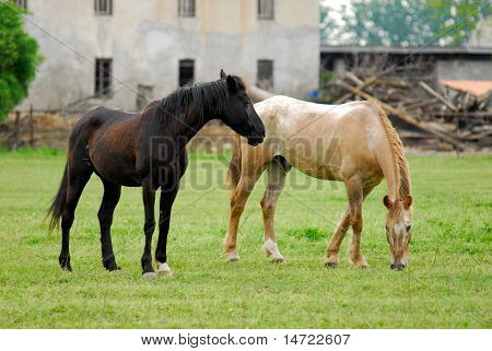 hest
