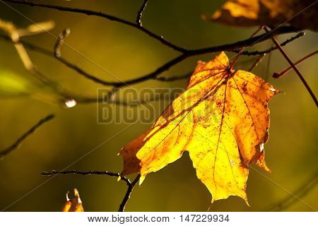 gold autumn maple leaf on the background of yellow-green blur