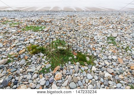 Pebbles and stones on beach. Grass patches in foreground. Fairbourne Wales United Kingdom