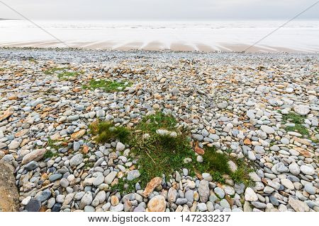 Pebbles and stones on beach. Grass patches in foreground. Fairbourne Wales United Kingdom