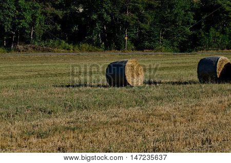 Round Hay bales in the Ligurian countryside, Italy