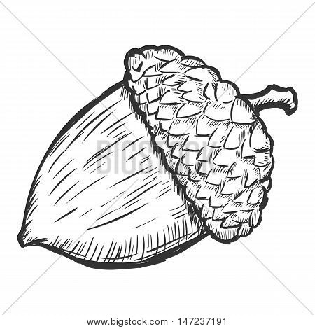 Vector Sketch Illustration - Acorn