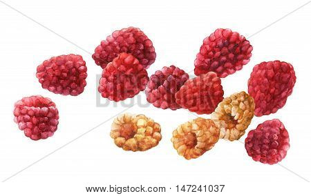 Raspberries. Hand drawn watercolor painting on white background.