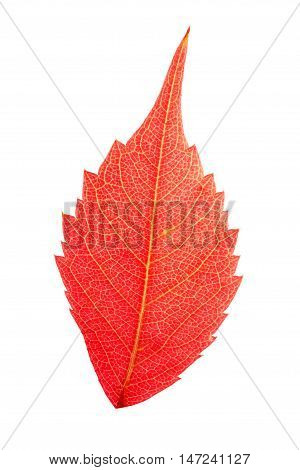 autumn red ivy leaf with the bright yellow veins