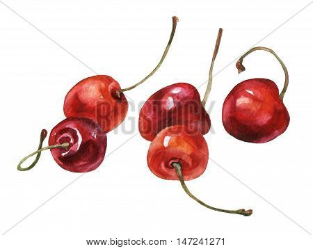 Cherries. Hand drawn watercolor painting on white background.