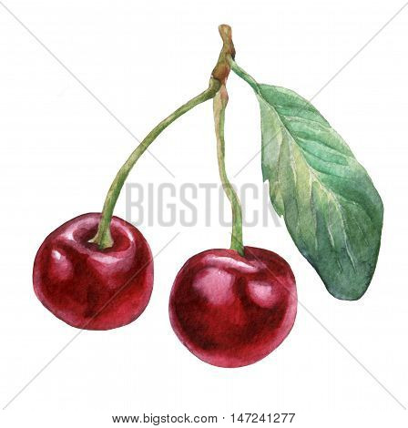 Cherries. Hand drawn watercolor painting on white background.