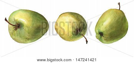 Green apples. Hand drawn watercolor painting on white background.