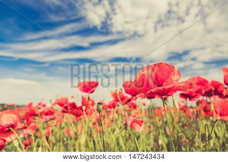 Poppy flowers retro vintage summer background shallow depth of field with red flowers over green background. Meadow with beautiful bright red poppy flowers in spring.