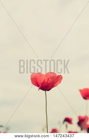 Poppy flowers retro vintage summer background shallow depth of field with red flowers over green background. Meadow with beautiful bright red poppy flowers in spring.