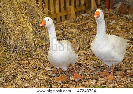 Slovakia, Nitra ,2016 . august .22 Agricultural exhibition animal white geese 