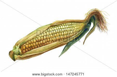 Corn, maize. Hand drawn watercolor painting on white background.