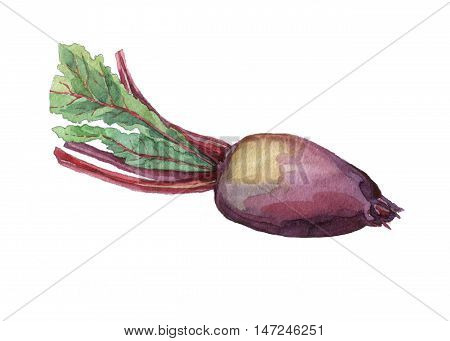 Beet. Hand drawn watercolor painting on white background.