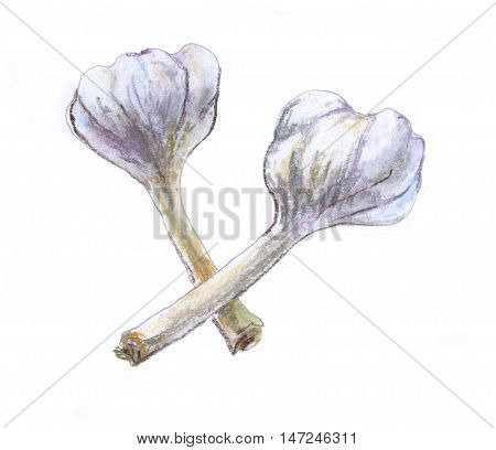 Garlic 1. Pastel drawing on white background.
