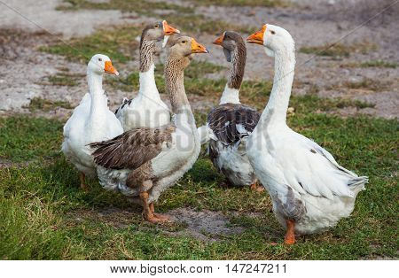 Flock of domestic geese walks and grazes in the corral for the animals and birds Farm. aviculture. Breeding animals at home.