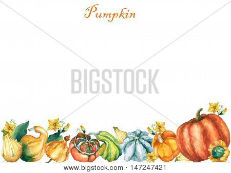 Pumpkins. Template with decorative pumpkins watercolor painting on white background.
