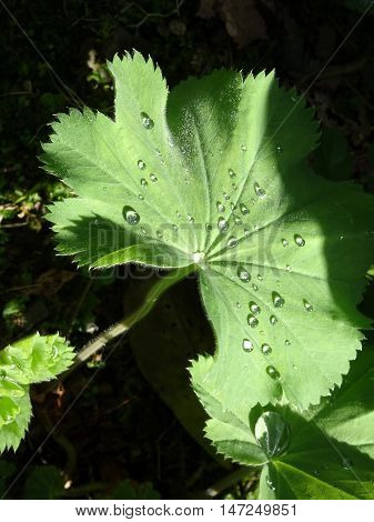 Water droplets upon leaf photographed at Colby Woodland Garden near Amroth in Pembrokeshire