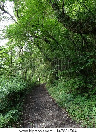 Pathway through forest landscape photographed at Colby Woodland Garden near Amroth in Pembrokeshire