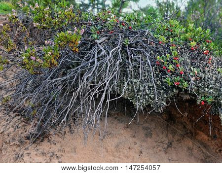 Landscape. Top layer of sandy hill in wood has overgrown moss bushes of cowberry and heather with beautiful long tangled roots.Image can be used as background.