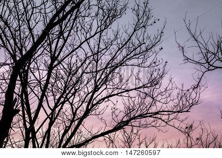 Silhouettes of the trees. Beautiful sunset sky