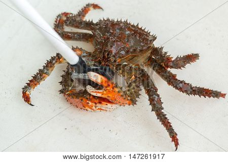 King crab is fighting for the right to privacy.