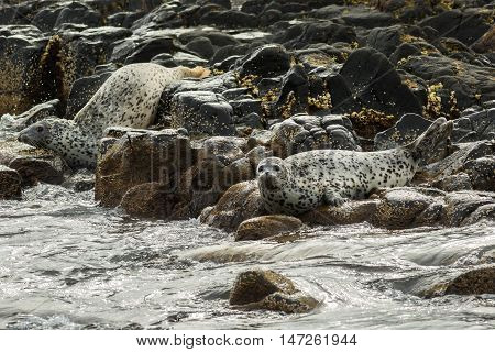 Pusa is a genus of earless seals. Island in the Pacific Ocean near Kamchatka Peninsula.