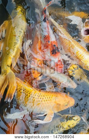 Colorful fish or CARP or fancy carp, also known as fancy carp, black carp. Or carp IX. A freshwater fish of the carp.