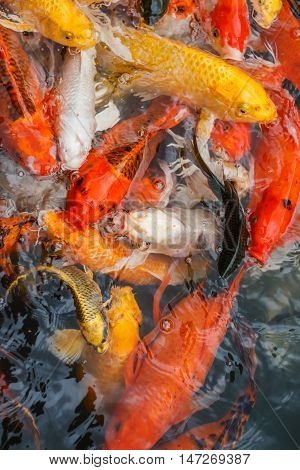 Colorful fish or CARP or fancy carp, also known as fancy carp, black carp. Or carp IX. A freshwater fish of the carp.
