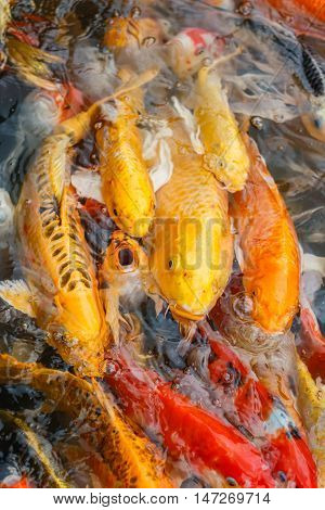 Colorful fish or CARP or fancy carp, also known as fancy carp, black carp. Or carp IX. A freshwater fish of the carp.