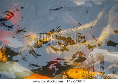 Colorful fish or CARP or fancy carp, also known as fancy carp, black carp. Or carp IX. A freshwater fish of the carp.