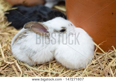 baby rabbits in variety colors black brown and white on hay background