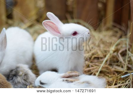 white standing baby rabbits in hay background
