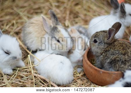 baby rabbits in variety colors black brown and white on hay background