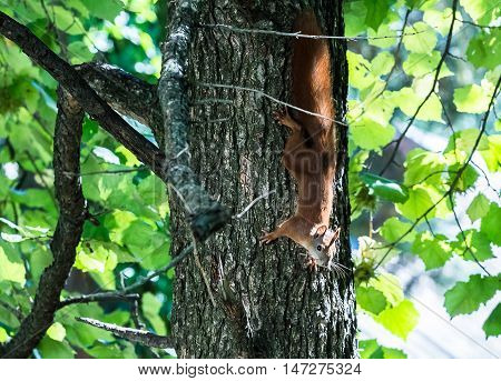 squirrel jumps in the summer green forest