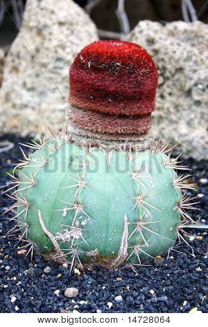 Cactus