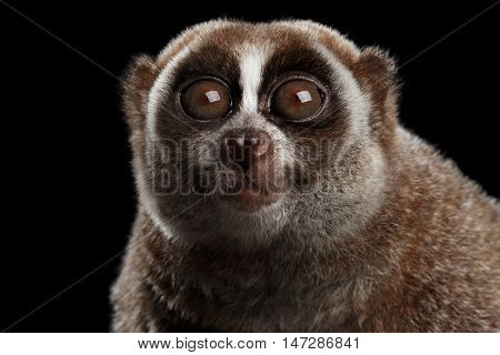 Close-up Face of Funny Animal Lemur Slow Loris Stare up Isolated Black background