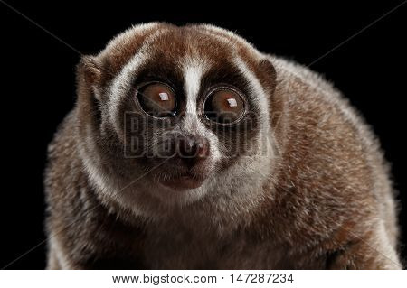Close-up Face of Cute Lemur Slow Loris Stare Isolated Black background