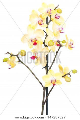 Flowers of the brihgt yellow orchid isolated on a white background