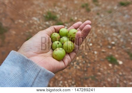 Indian gooseberries or emblicas in a girl hand.