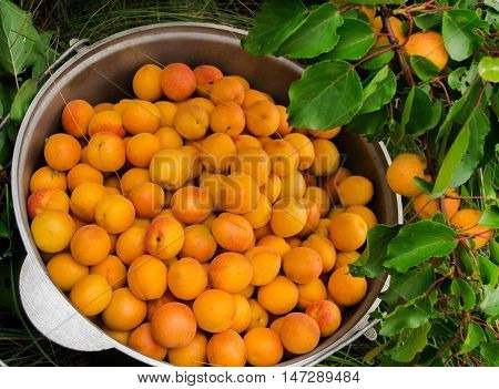 Bucket an apricot and a branch with apricots