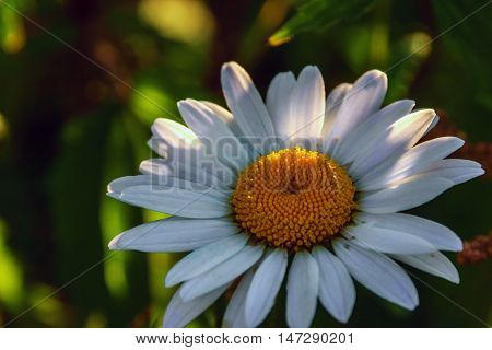 Сhamomile flower on green grass background selective focus close-up
