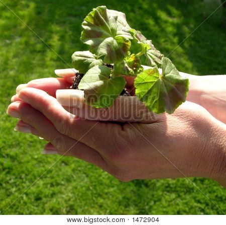 Pianta di mano