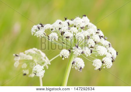 Many Flies On White Flower In Summer