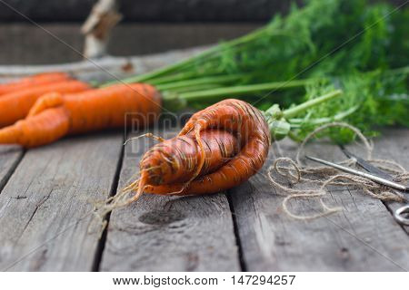 Healthy food concept orange carrots from the garden harvest