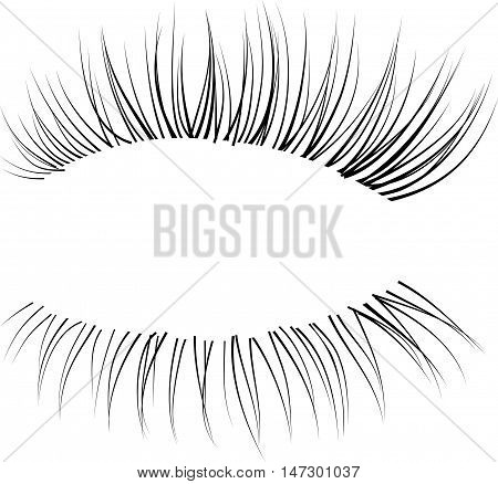 Vector realistic eyelash texture. Black eyelash brush