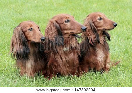 Typical Dachshund Long-haired Standard Red in the summer garden