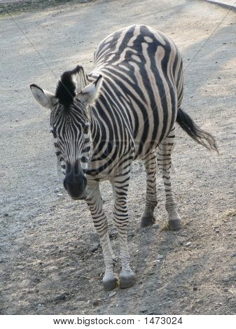 Zebra