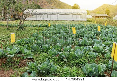 Cultivated field of lettuce growing in vegetable farm with greenhouse background