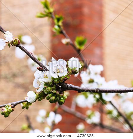 White Flowers Of Black Cherry On Twig In Orchard